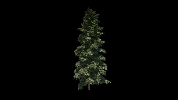 Pine Tree Abries Grandis Grow Hd