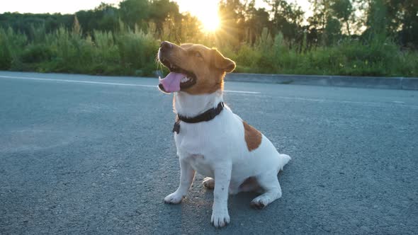 Jack Russell Terrier portrait outdoors close-up. Sunset. Slow motion alt