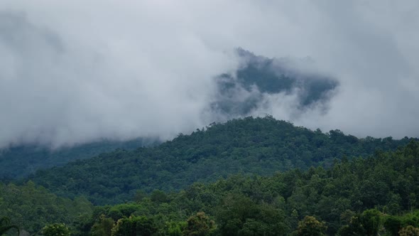 Landscape view of greenery rainforest mountains on foggy day