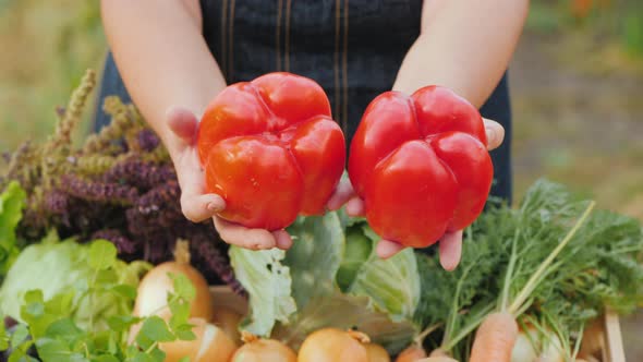 Farmer's Hands Are Holding Two Raw Sweet Red Peppers alt