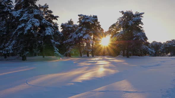 Beautiful Christmas Winter Forest at Sunset. Pines in Park Covered with Snow Bright Rays of Sun alt