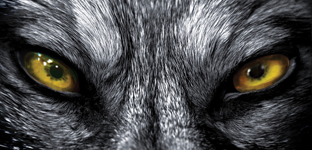 Hungry Wolf (Cinematic Rock)