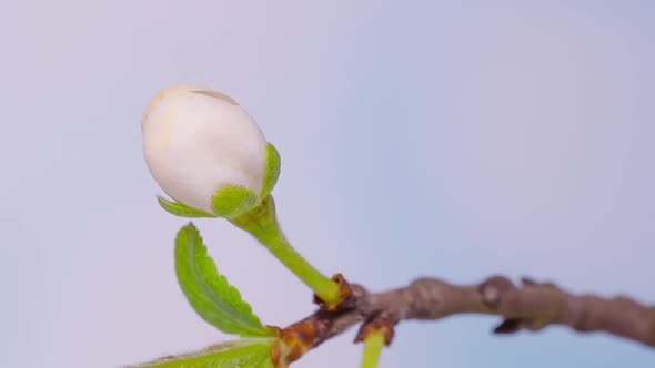 Time Lapse Flowering Flowers of Cherry Plum alt
