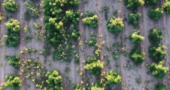 Hemp with some weeds growing between plants in this drone shot of the field. alt