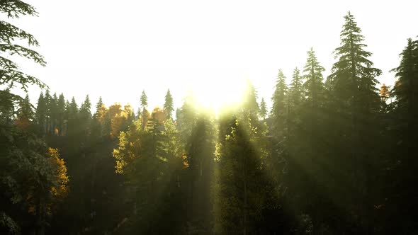 Hillside with Coniferous Forest Among the Fog on a Meadow in Mountains alt