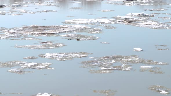 4k video, big and small dirty-white ice floes floating down a slow river. Spring, snow melting, ice