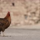hen walking - VideoHive Item for Sale