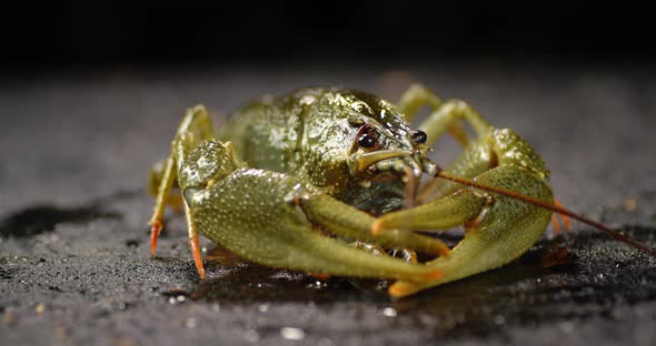 One Live Crayfish on the Table. alt