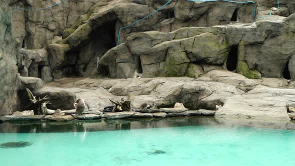 Beautiful penguins sitting on rocks by the blue water. Captive penguins in the zoo.