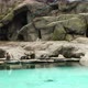 Beautiful penguins sitting on rocks by the blue water. Captive penguins in the zoo. - VideoHive Item for Sale