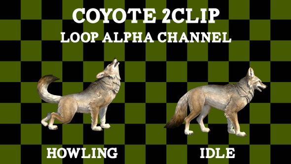 Coyote Howling Idle 2Clip