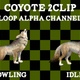 Coyote Howling Idle 2Clip - VideoHive Item for Sale