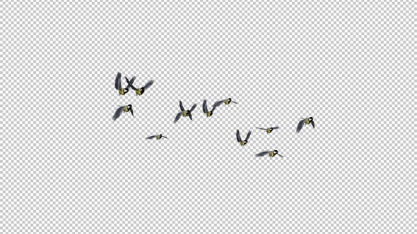 Yellow Tits - Flock of 12 Birds - Flying Transition - Alpha Channel