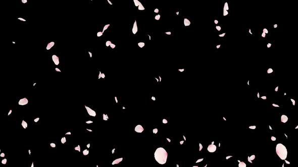 Falling Cherry Blossom, Motion Graphics | VideoHive