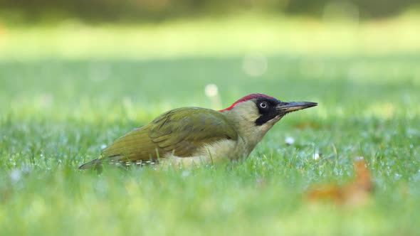 European green woodpecker eating ants on the grass in the morning alt