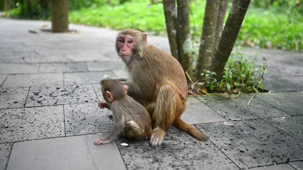 Rhesus Macaque Mother Monkey with Her Cute Baby Eating in Tropical Nature Park