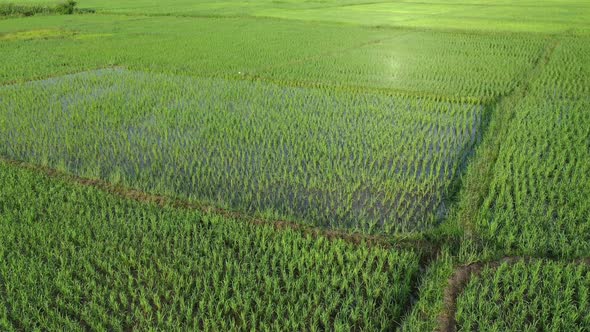 Aerial drone view of agriculture in rice on a beautiful field filled with water alt