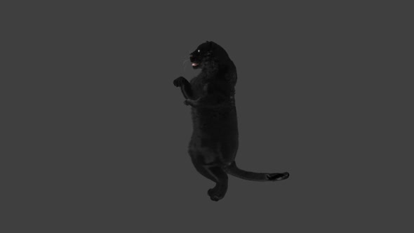 Panther Dancing HD alt