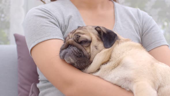 woman hug her dog pug breed and petting on dog head sleep on her arm alt