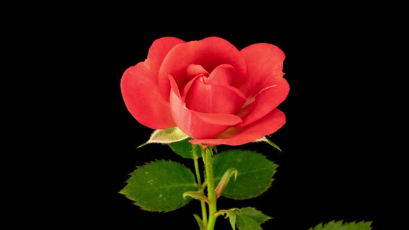 Beautiful Opening Red Rose on Black Background alt
