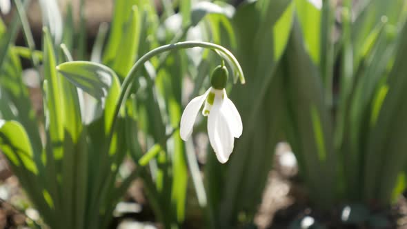 Gentle early spring flower  common snowdrop   close-up 4K 2160p 30fps UltraHD footage - White Galant alt
