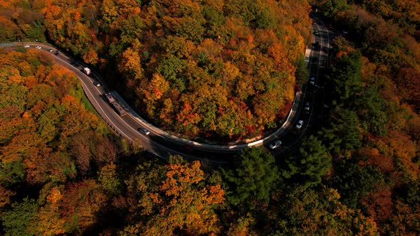 Aerial Flight Over the Road Between Autumn Trees alt