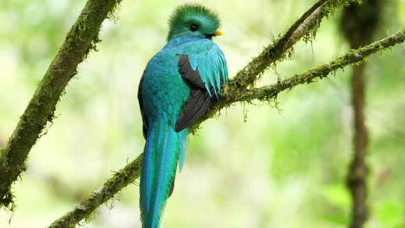 Colorful Male Quetzal in his Natural Habitat in the Forest