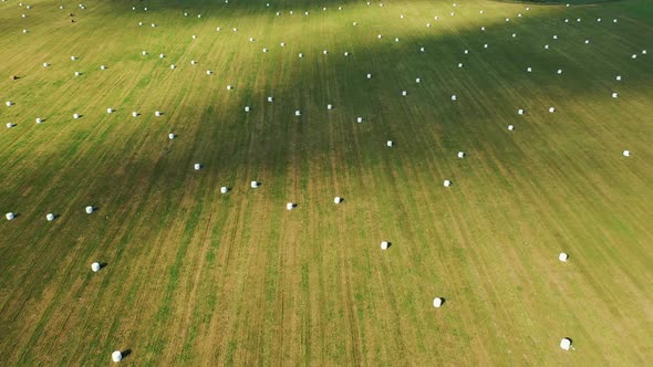 Agricultural Field With White Hay Rolls Wrapped In Package For Storage alt