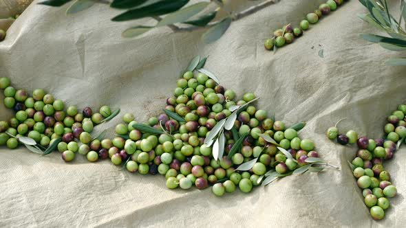 Picked Olives On Ground And Olive Tree Branch Top View