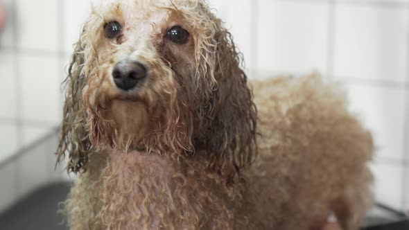 Adorable Poodle Dog Getting Its Fur Dried By Professional Groomer