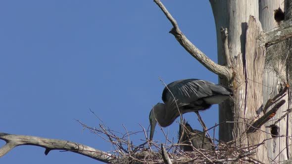Great Blue Herons Fixing the Nest