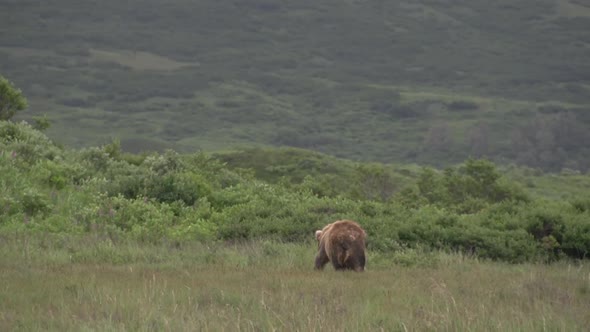 a brown bear in Alaska alt