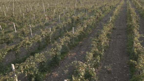 Aerial flight over beautiful vineyard landscape in Kakheti, Georgia alt