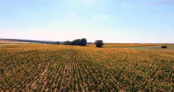 Aerial Drone Shot, Flying Over Sunflower Fields