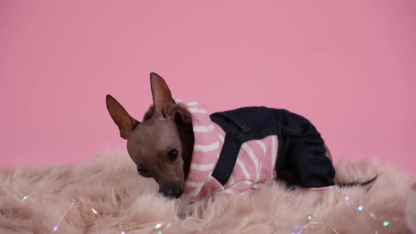Dog Breed Xoloitzcuintle in Black and Pink Overalls in the Studio on a Pink Background alt