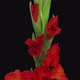 Time-lapse of opening red gladiolus flower - VideoHive Item for Sale