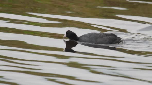 Eurasian Coot Swims in the Pond alt
