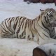 Bengal Tiger White Variation Lies In The Snow Yawns And Walks Away - VideoHive Item for Sale