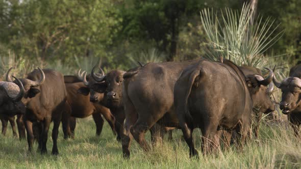 A herd of African Buffalo walks. alt