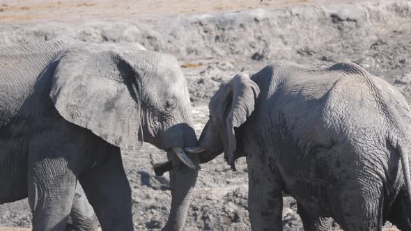 Two African elephants head to head alt