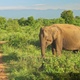 Sri Lankan wild elephant foraging alone by a dirt safari trail at Udawalawa National Park - VideoHive Item for Sale