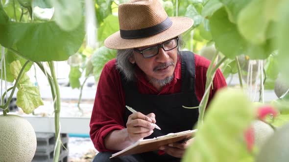 Senior Old Male Farmer Examining and Writing Down the Note Inside Melon Garden Field alt