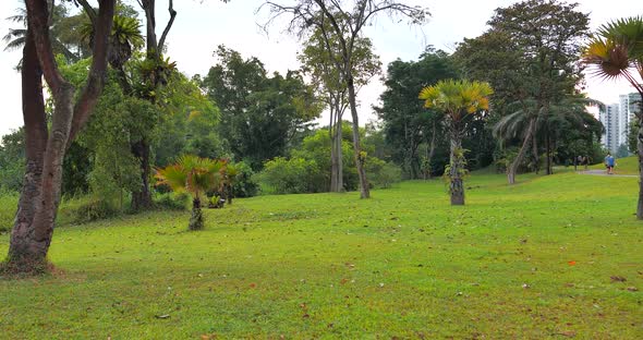 Walking Along Garden Trees