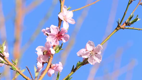 Sprig of Peach Blossoms in Spring Time