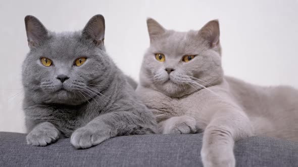 Two Gray Fluffy Cats Sitting on a Soft Pillow and Look at the Camera in Room alt