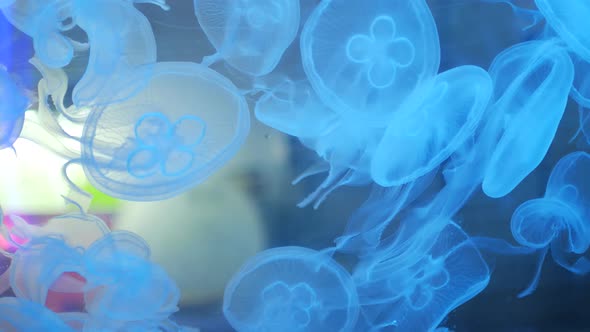 Jellyfish Swim in the Aquarium