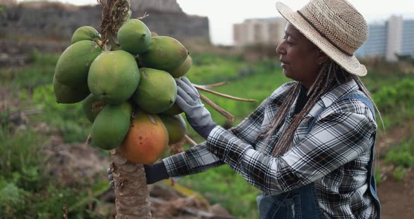 African senior woman working for ecologic farm while checking papaya alt
