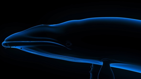 glow whale2