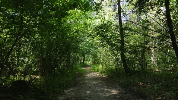 Forest with Trees on a Summer Day Slow Motion alt