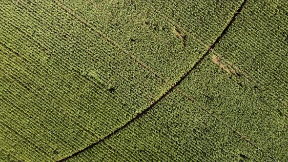 Aerial view of agricultural field alt